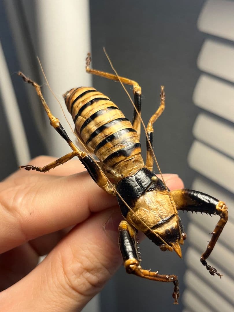 【巨大♂】ロブスターキリギリス マッチョキリギリス コロギス リオック標本