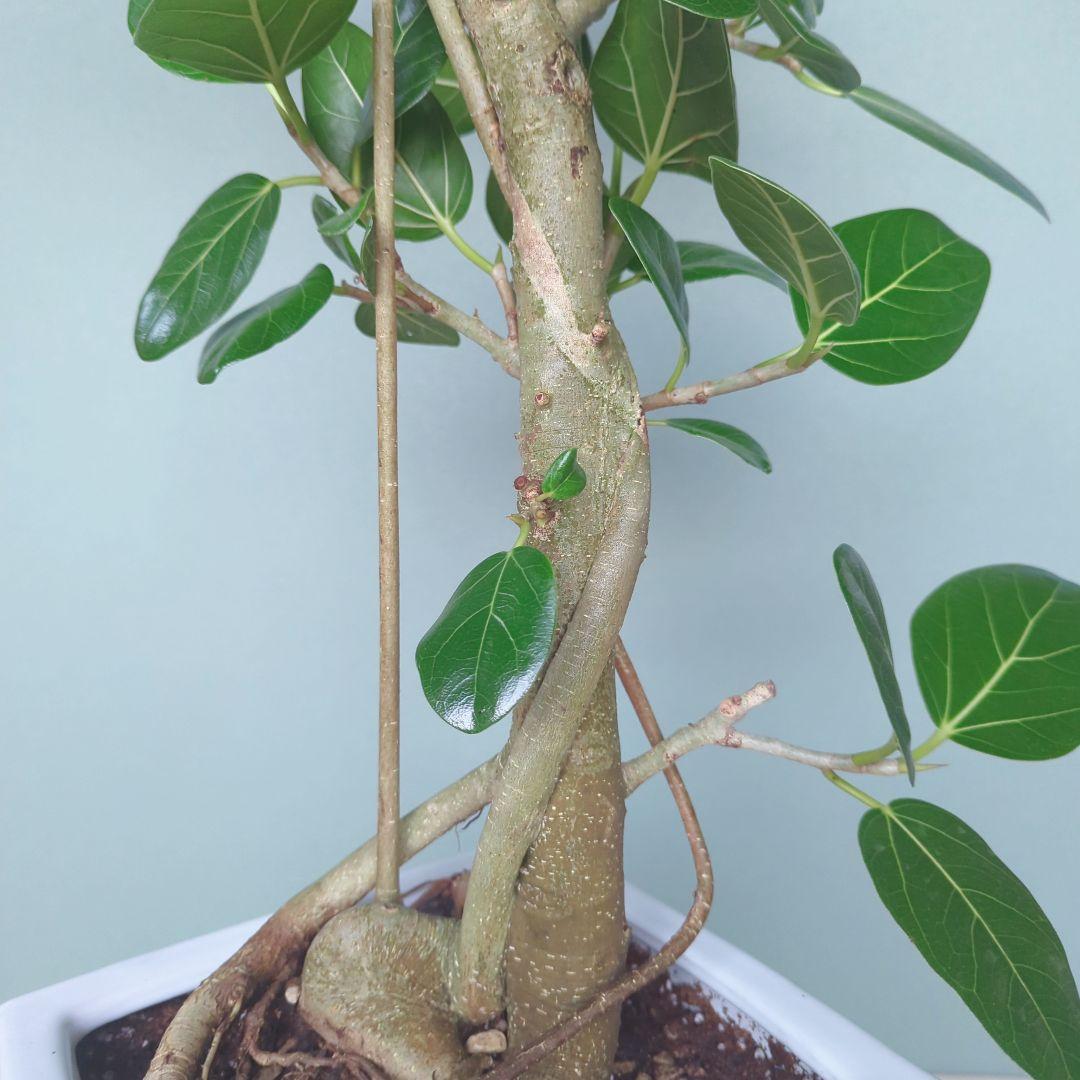 《 現品 》人気!根上り ベンガレンシス 太幹 おしゃれな贈り物７号