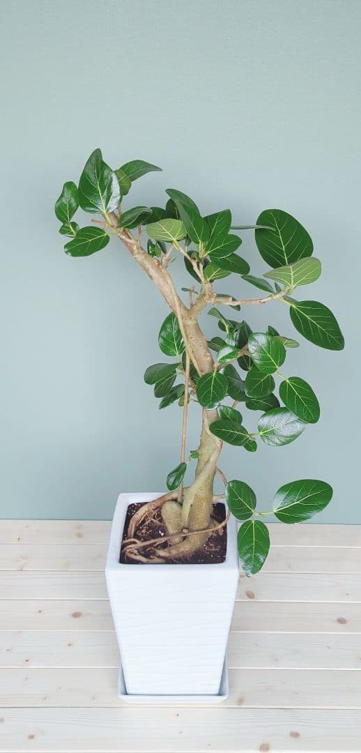 《 現品 》人気!根上り ベンガレンシス 太幹 おしゃれな贈り物７号