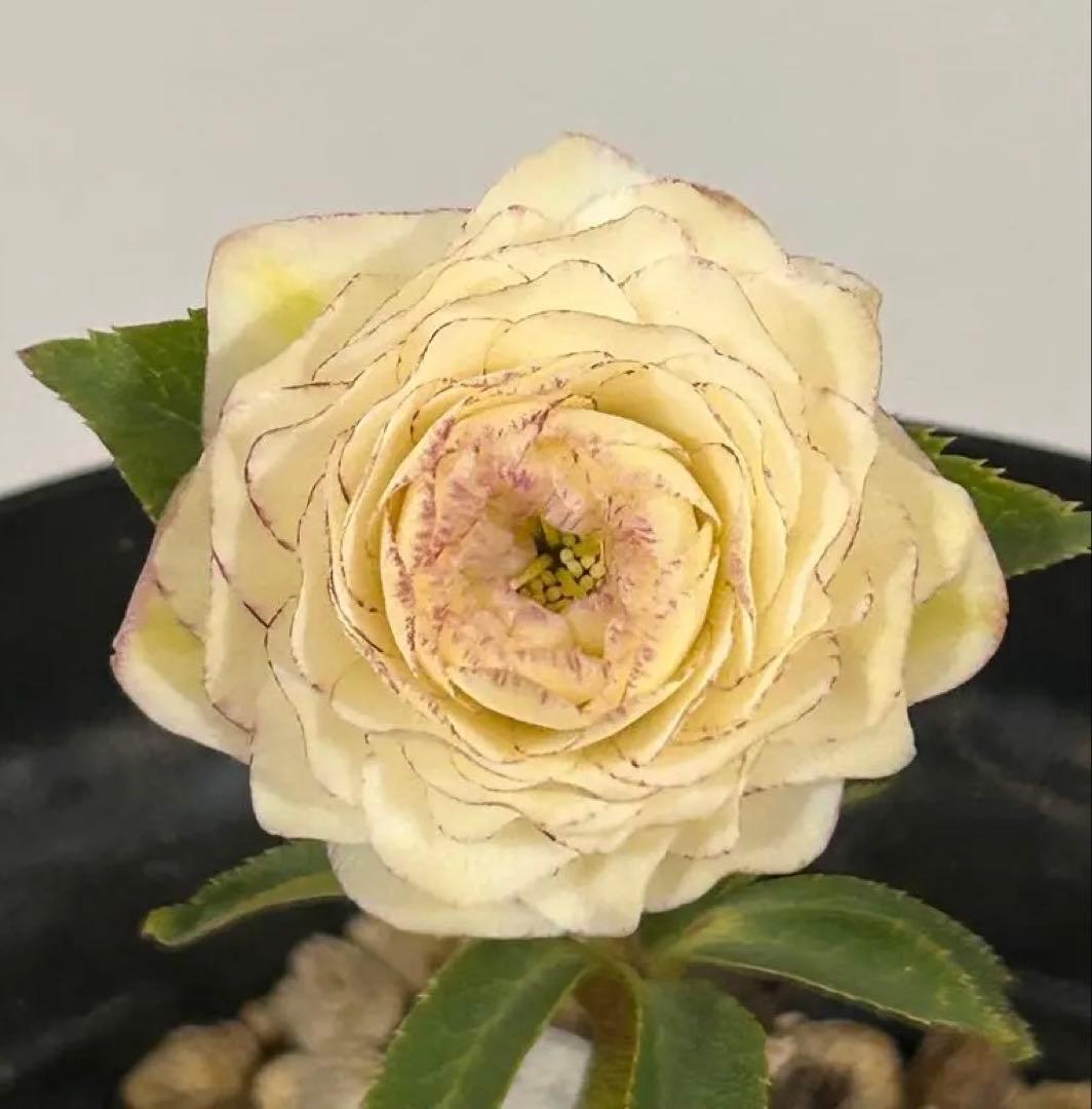 多弁ホワイトピコティフラッシュ　クリスマスローズ