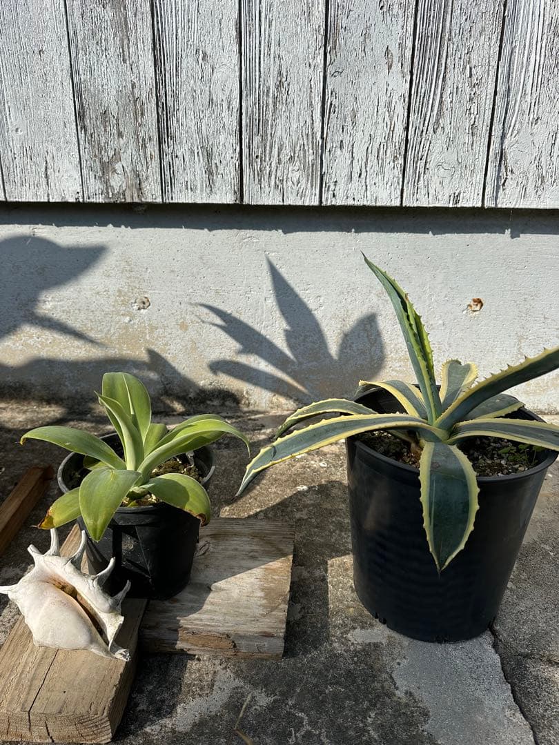 2株セット　アガベアテナータ アガベアメリカーナバリエガータ