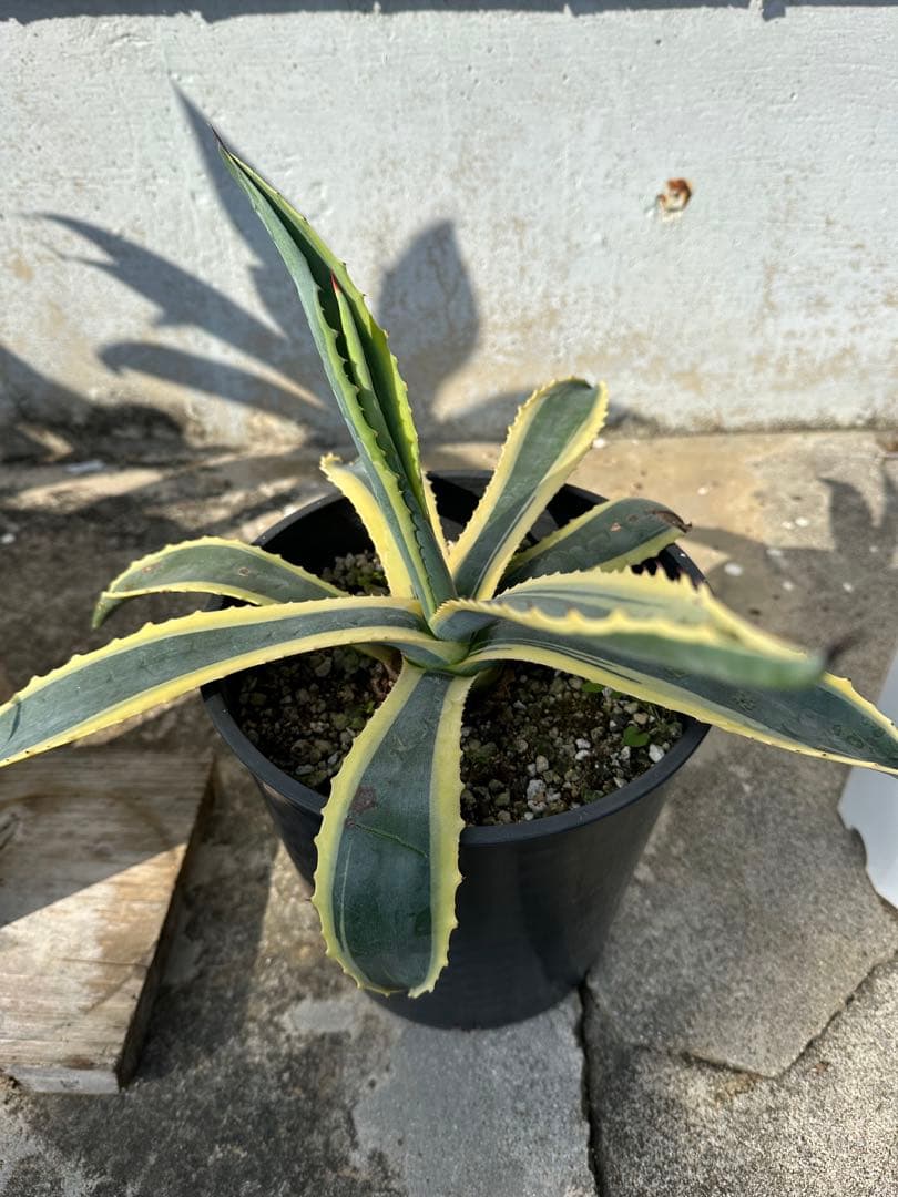 2株セット　アガベアテナータ アガベアメリカーナバリエガータ