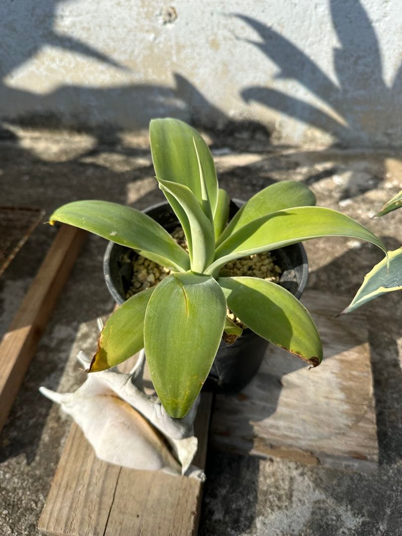 2株セット　アガベアテナータ アガベアメリカーナバリエガータ