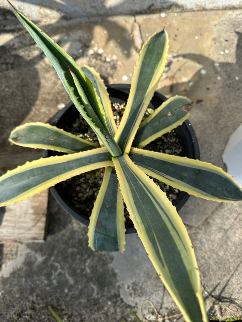 2株セット　アガベアテナータ アガベアメリカーナバリエガータ