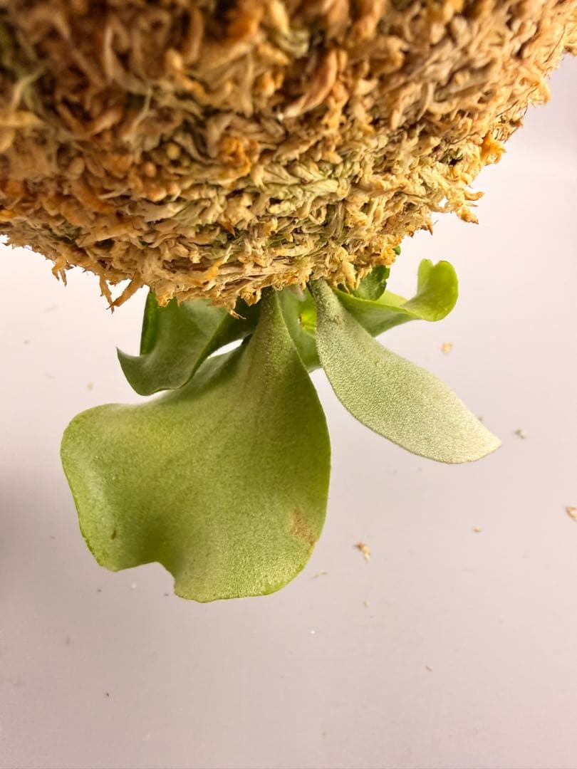 ビカクシダ P. Pink priness sporeling