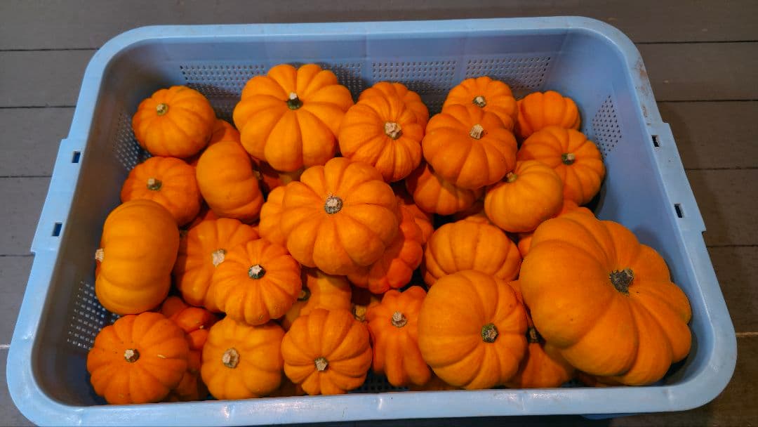 ひげおやじ専用80個　おもちゃカボチャ