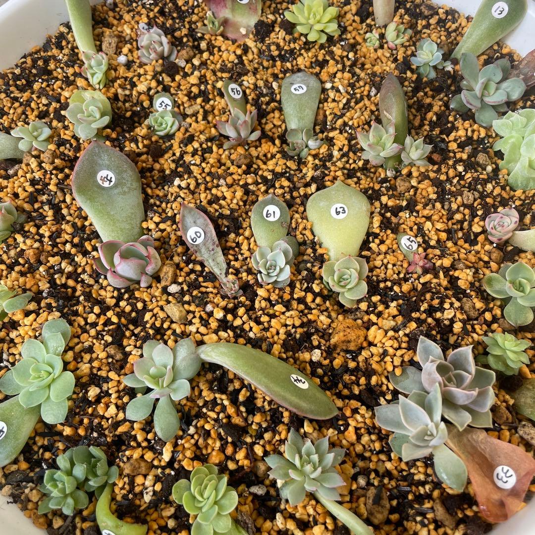 特別価格セット！　ミックスベリア　葉挿しっ子　30種　オマケ付　メルカリ便