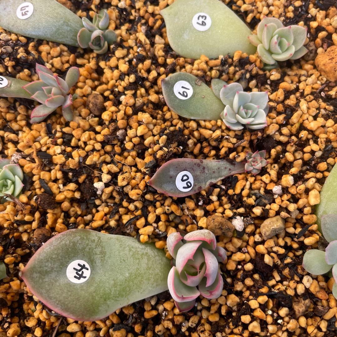 特別価格セット！　ミックスベリア　葉挿しっ子　30種　オマケ付　メルカリ便