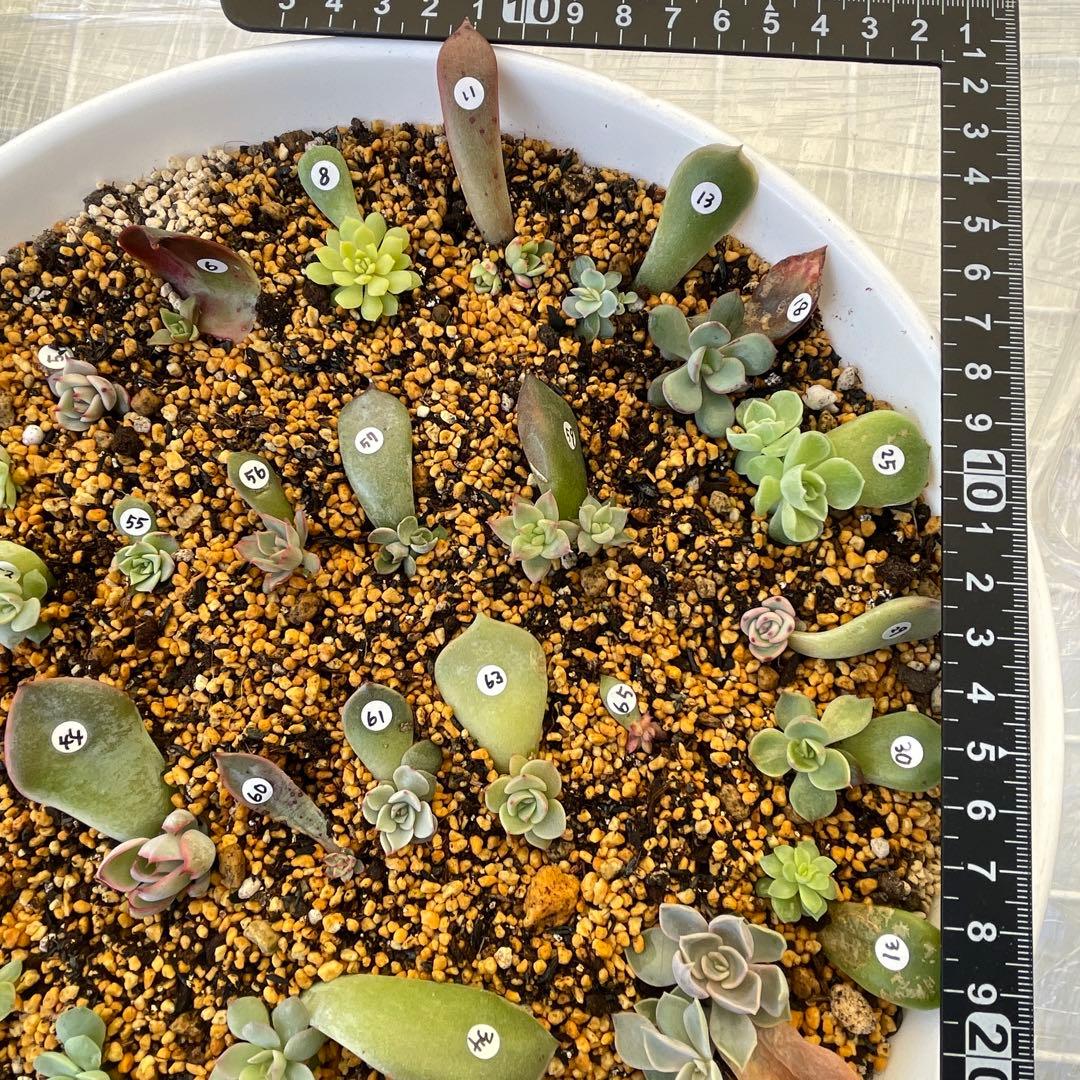 特別価格セット！　ミックスベリア　葉挿しっ子　30種　オマケ付　メルカリ便