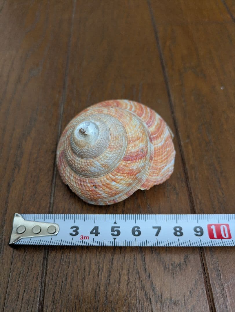 オキナエビス貝？