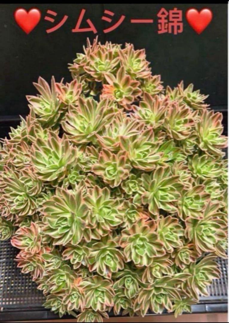 多肉植物アエオニウム錦❤シムシー錦❤️状態図