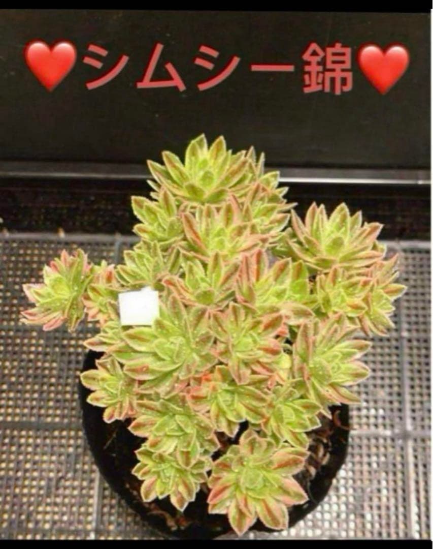 多肉植物アエオニウム錦❤シムシー錦❤️状態図