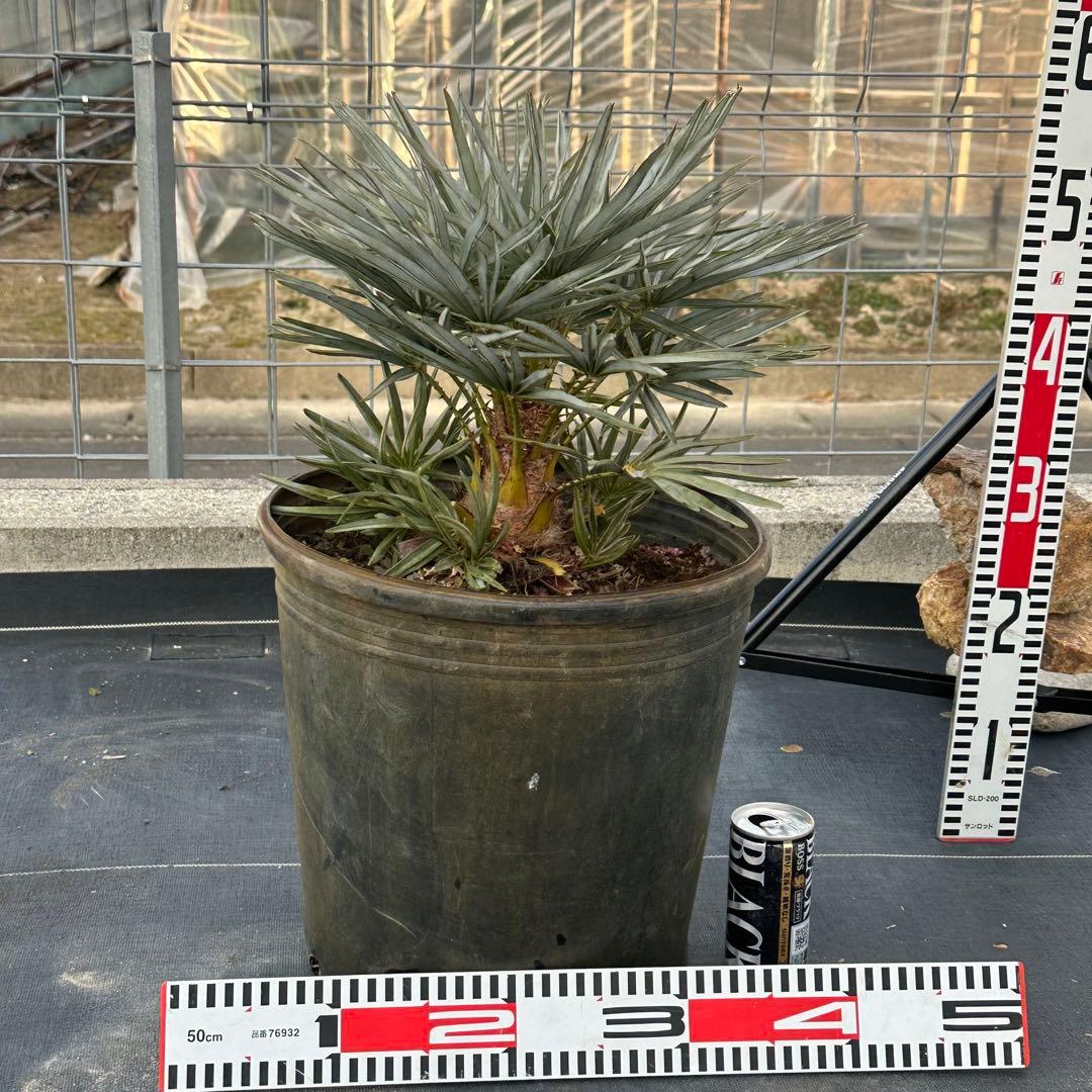 チャメロプス • セリフェラ 【樹高:約63㎝】Feb09