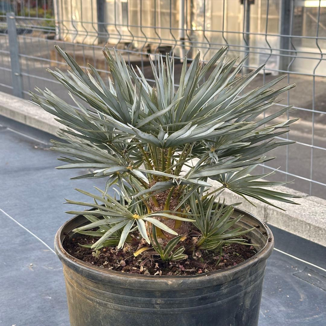 チャメロプス • セリフェラ 【樹高:約63㎝】Feb09