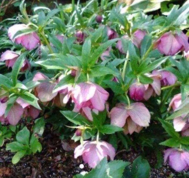 クリスマスローズ抜き苗 20本