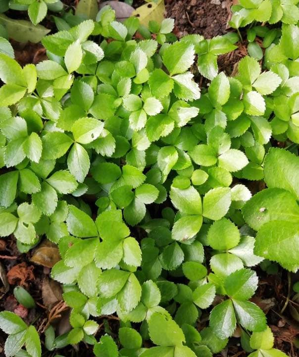 クリスマスローズ抜き苗 20本