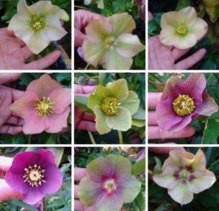 クリスマスローズ抜き苗 20本