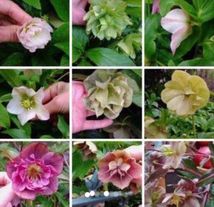 クリスマスローズ抜き苗 20本