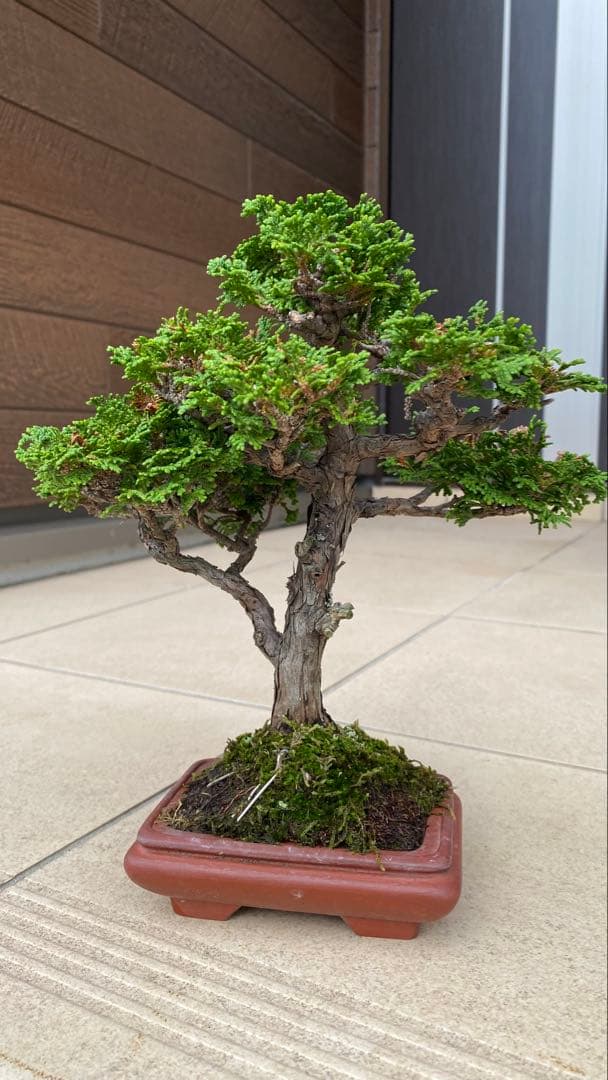激古　津山ヒノキ　盆栽
