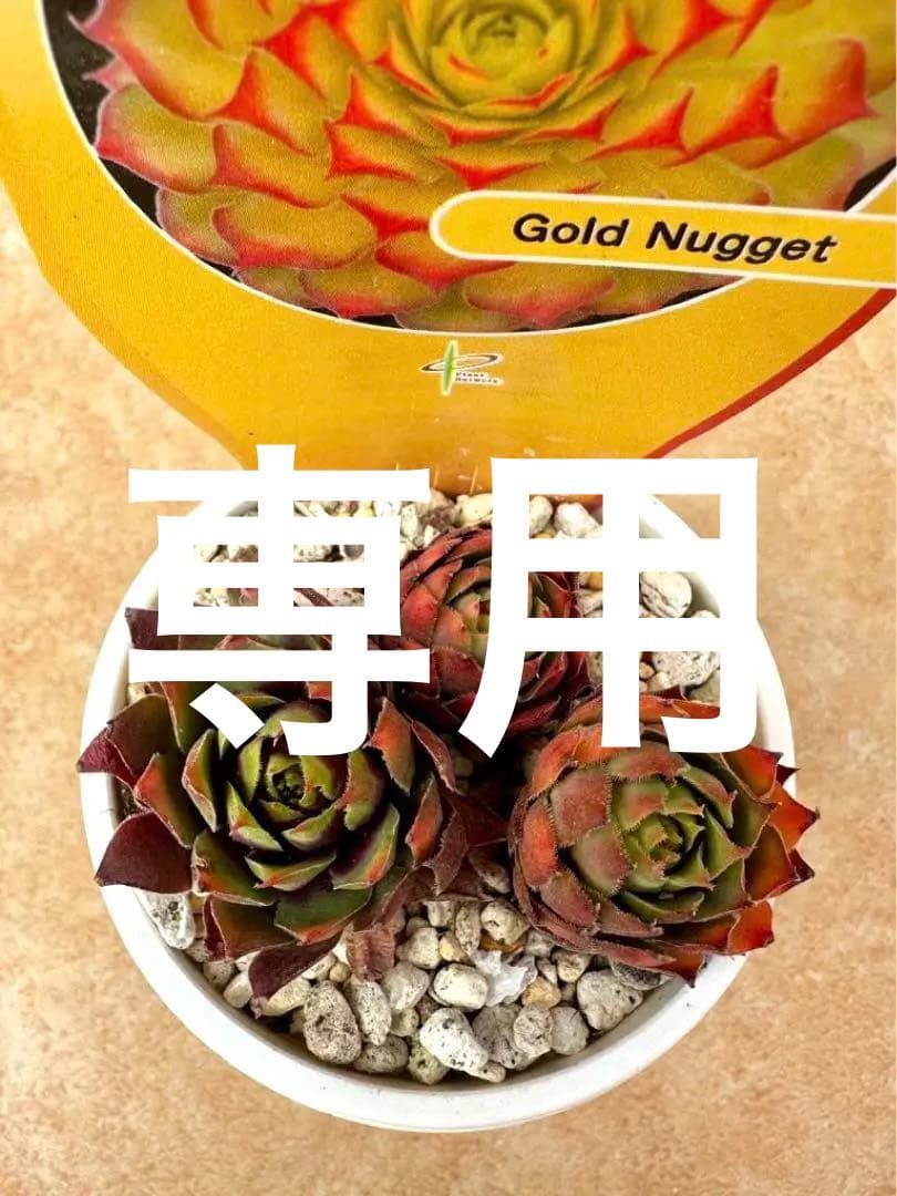 ゴールドナゲット　カット苗