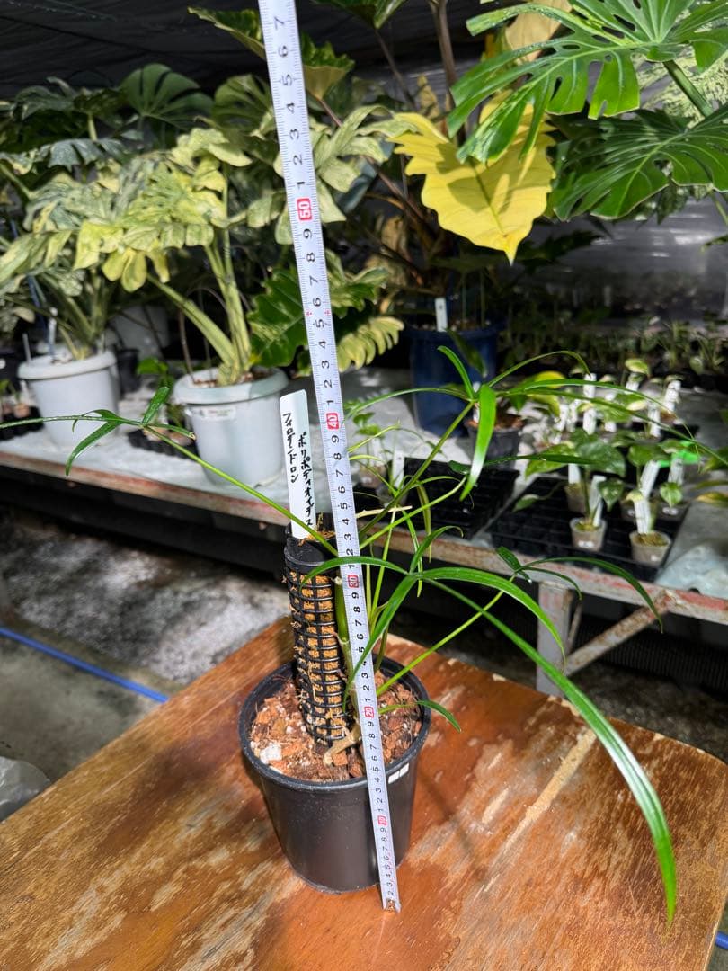 ハ*ク様 1 フィロデンドロン ポリポディオイデス　鉢モスポール付き