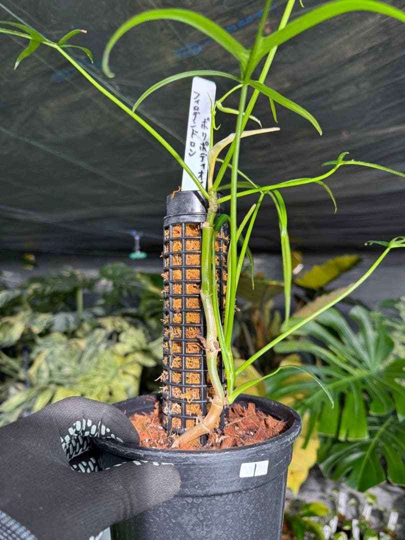 ハ*ク様 1 フィロデンドロン ポリポディオイデス　鉢モスポール付き