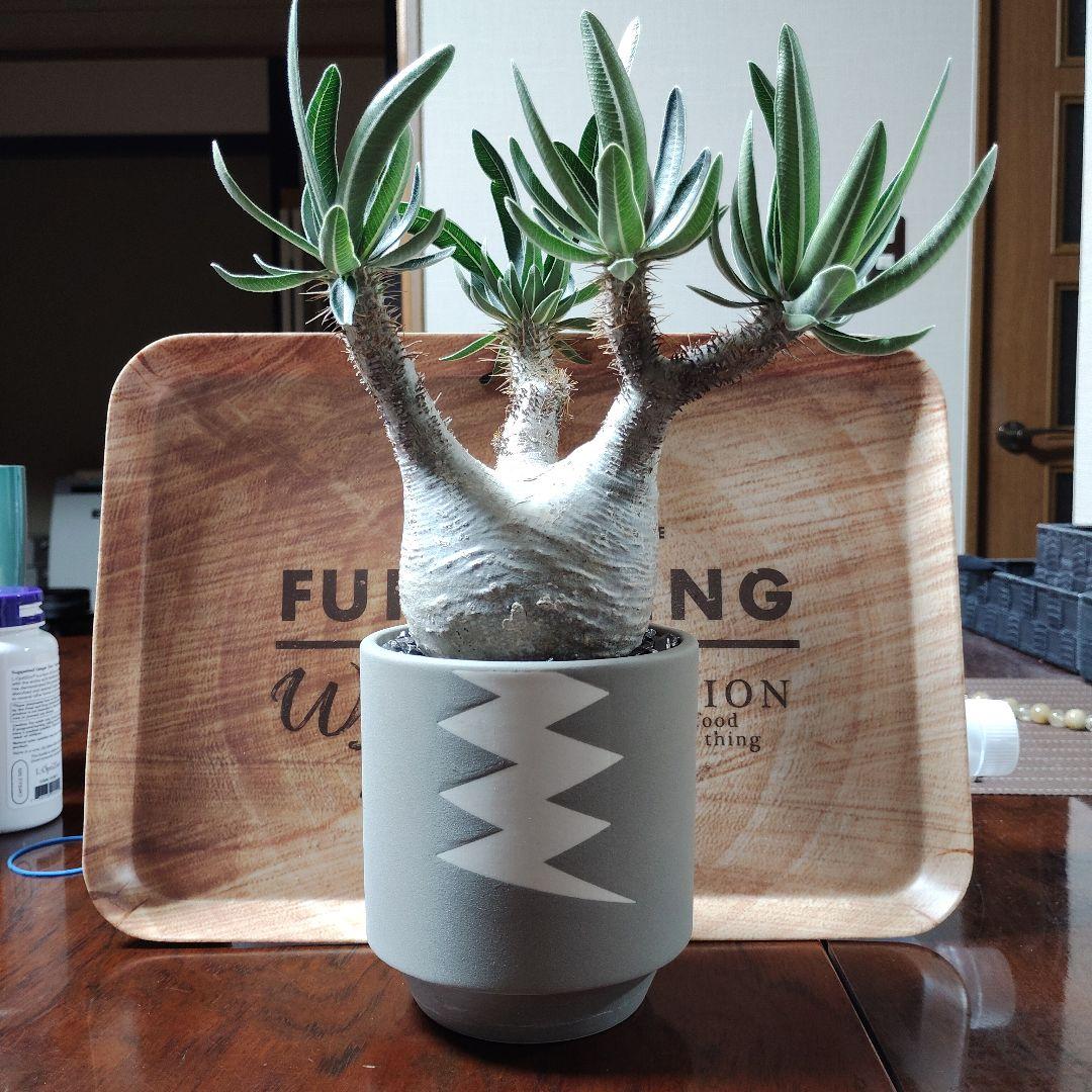 白肌グラキリス　バリエム鉢　valiem