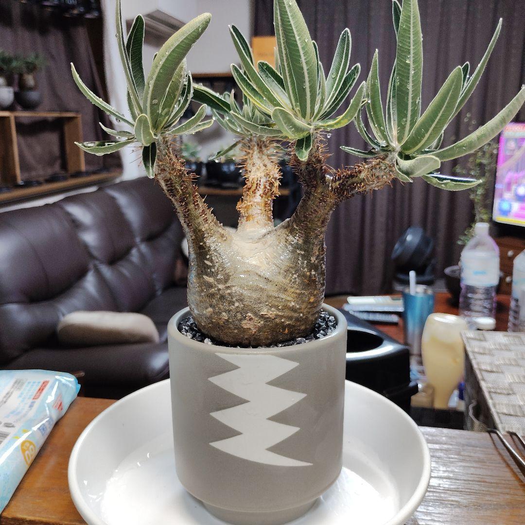 白肌グラキリス　バリエム鉢　valiem