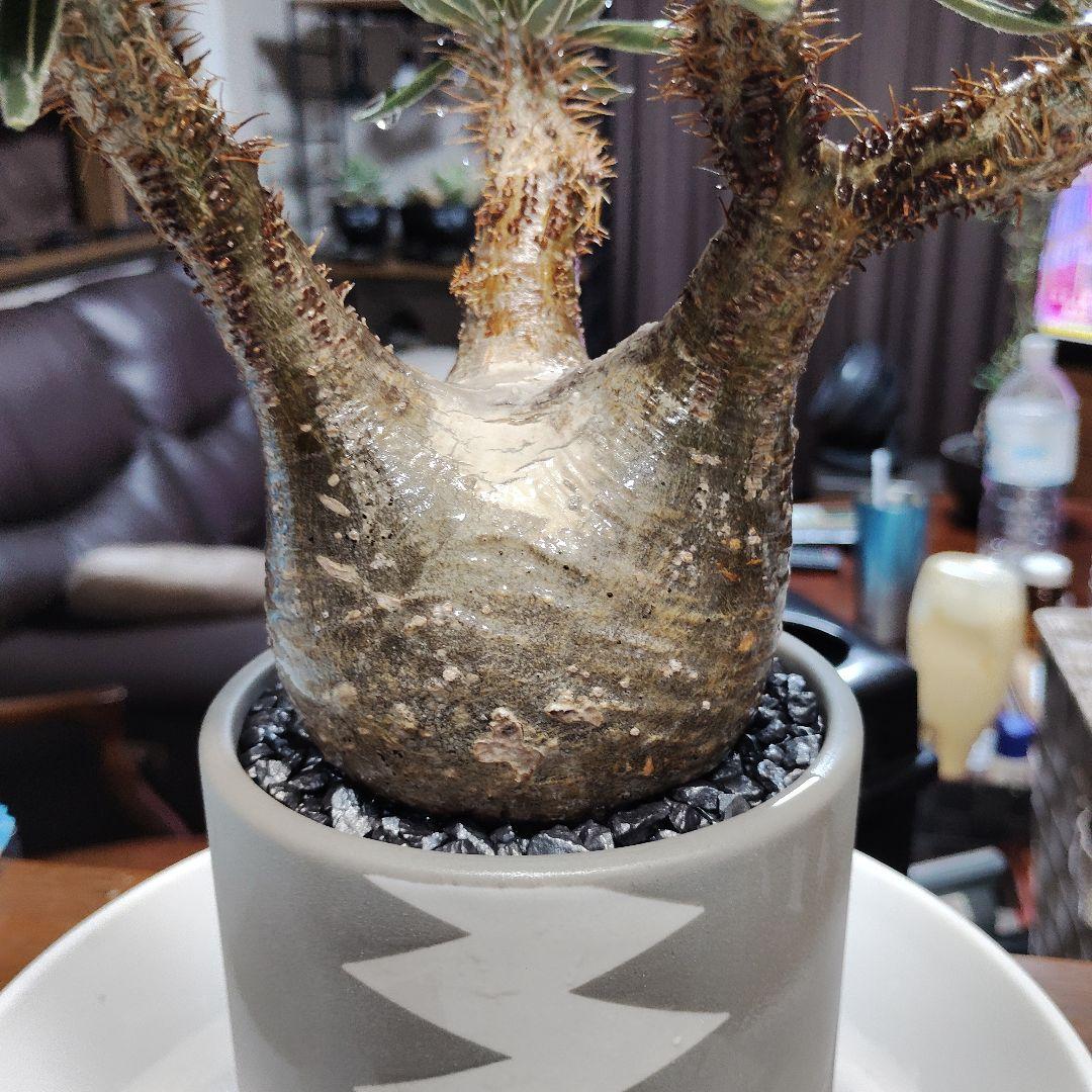 白肌グラキリス　バリエム鉢　valiem