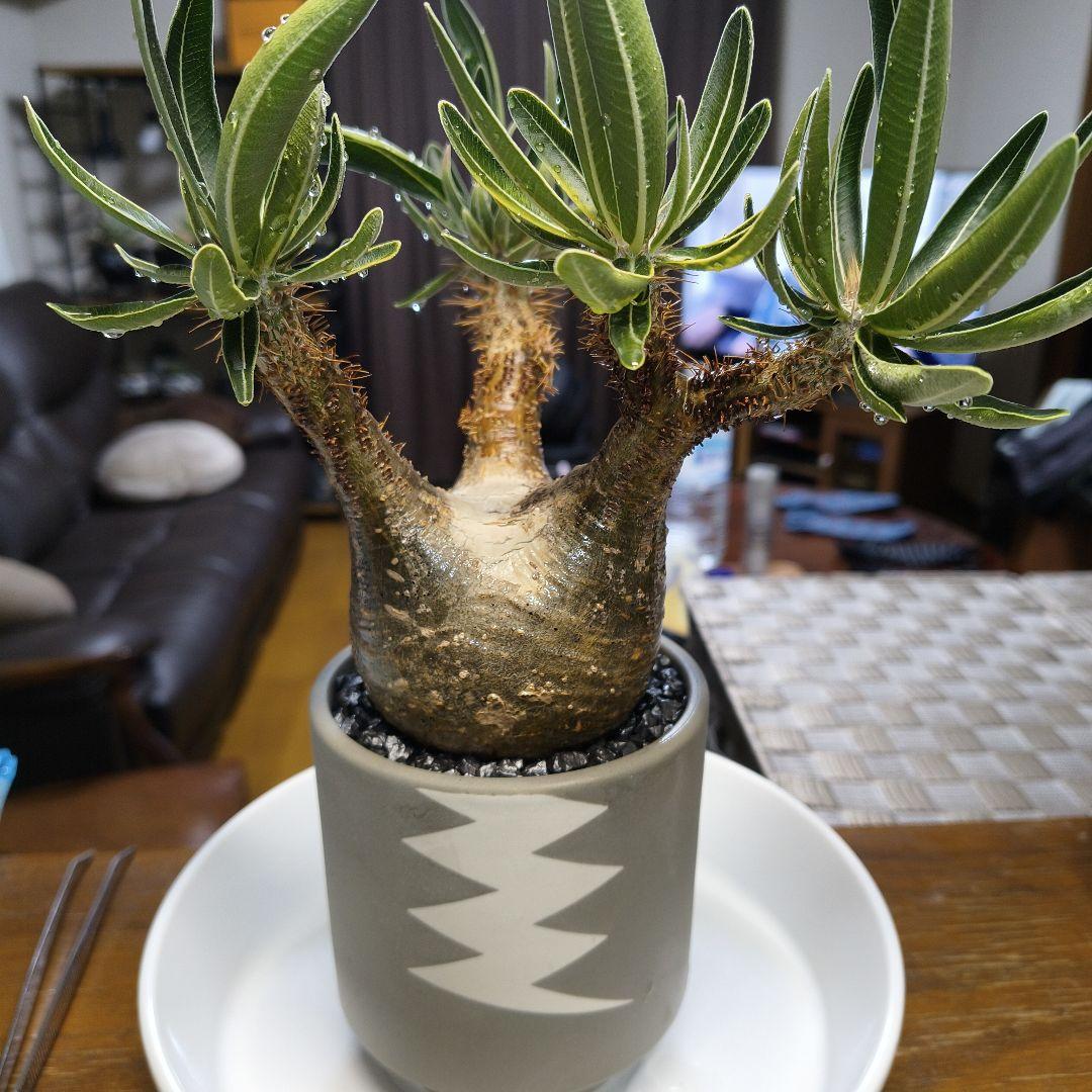 白肌グラキリス　バリエム鉢　valiem