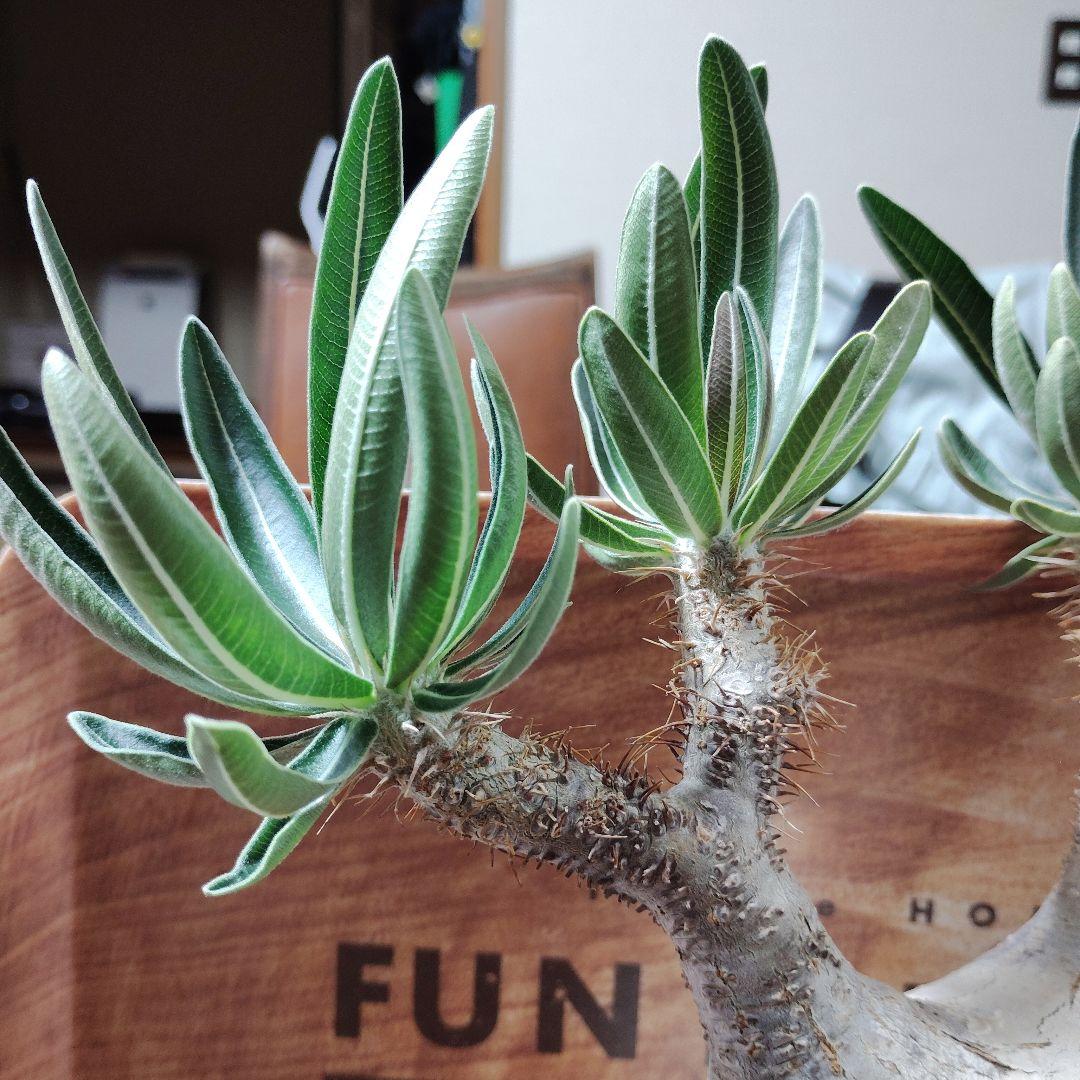 白肌グラキリス　バリエム鉢　valiem