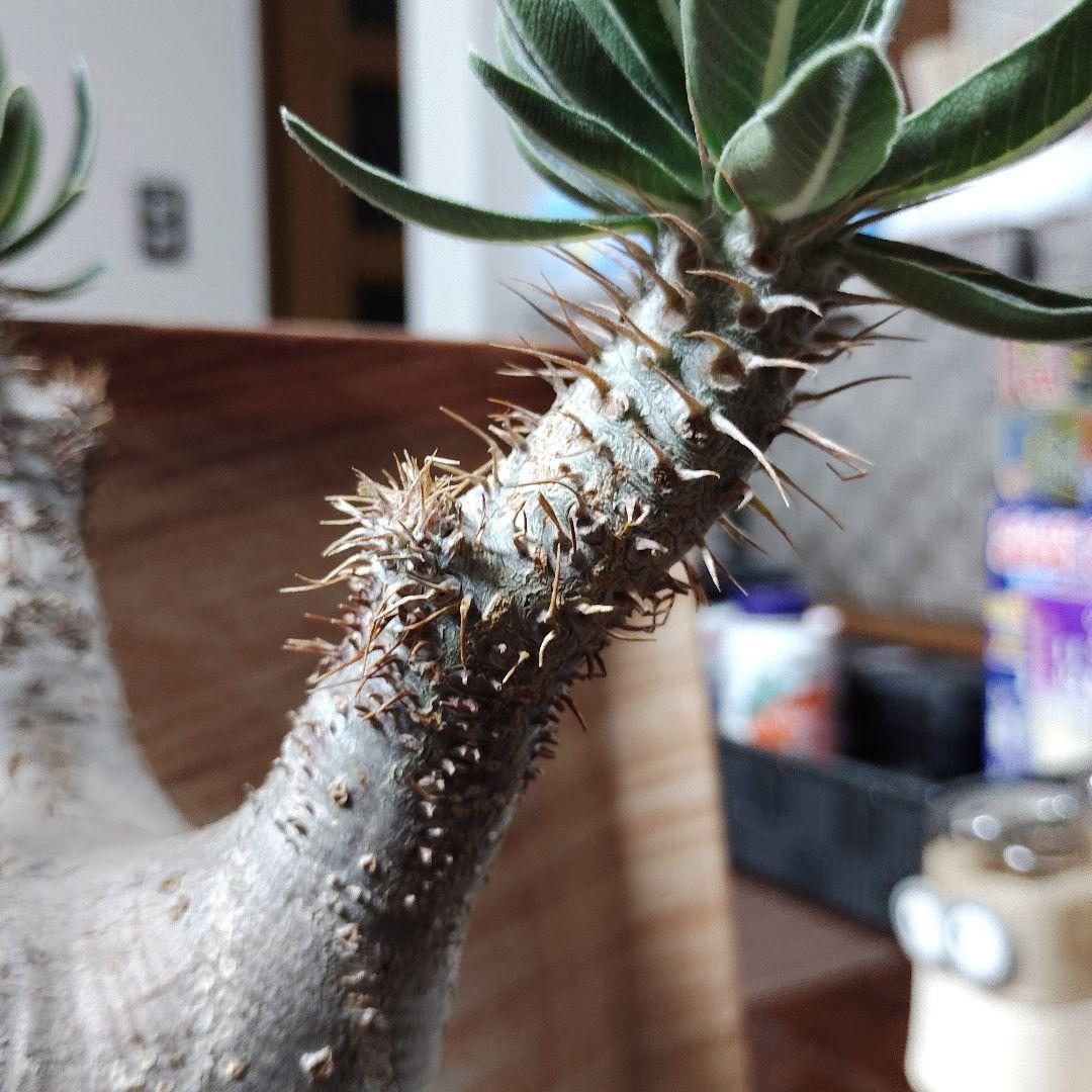 白肌グラキリス　バリエム鉢　valiem