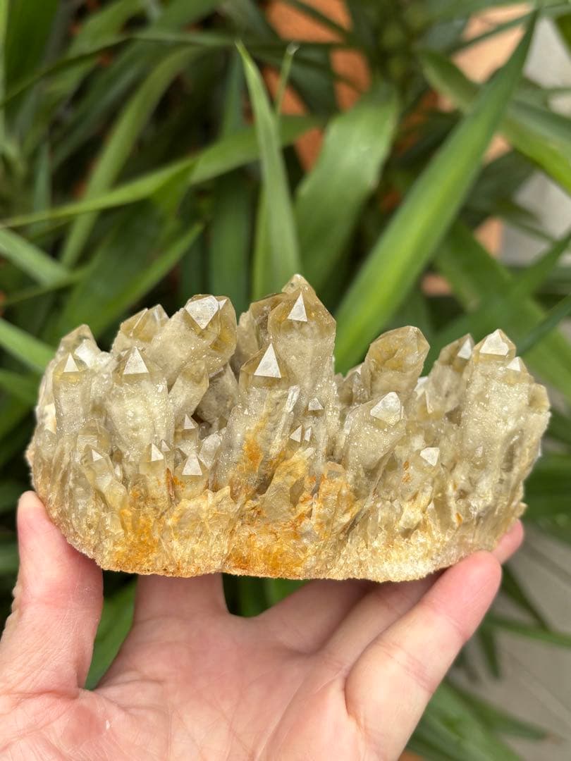 天然シトリン　キャンドルクォーツ　クラスター　618g かわいい　自立します