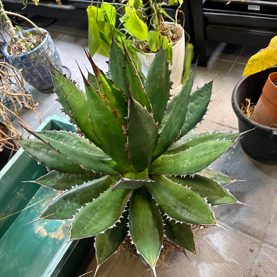 ⭐️激レア蓮棘⭐️巨大　美形　Agave horrida ホリダ　アガベホリダ