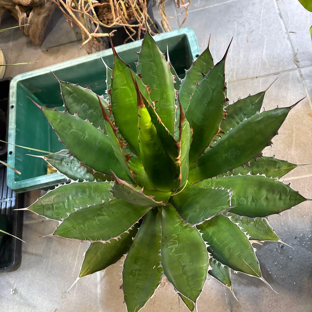 ⭐️激レア蓮棘⭐️巨大　美形　Agave horrida ホリダ　アガベホリダ