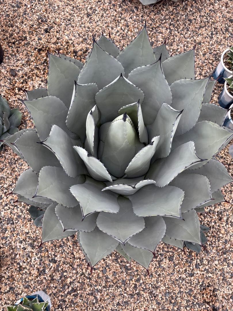 アガベ　パリー　大株