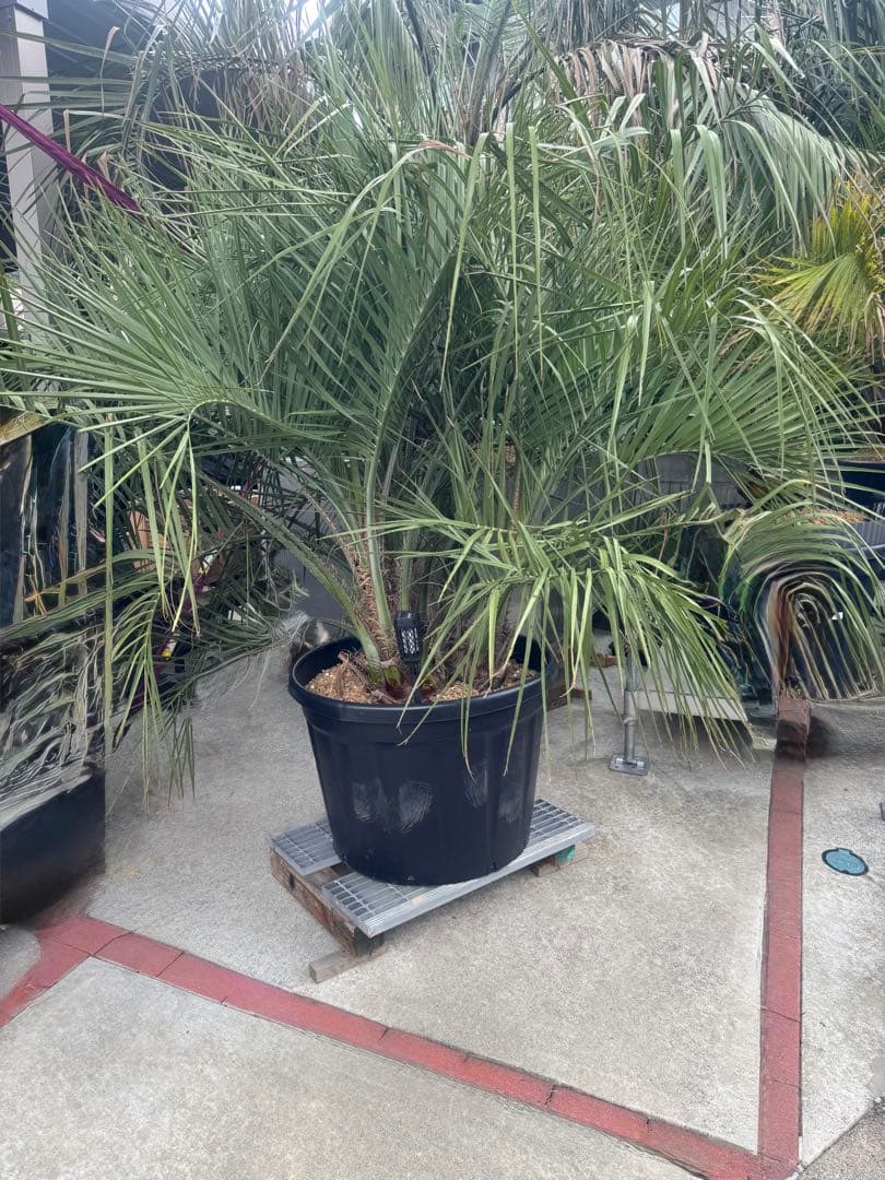 ココスヤシ　3本株立ち　引き取りor着払い限定