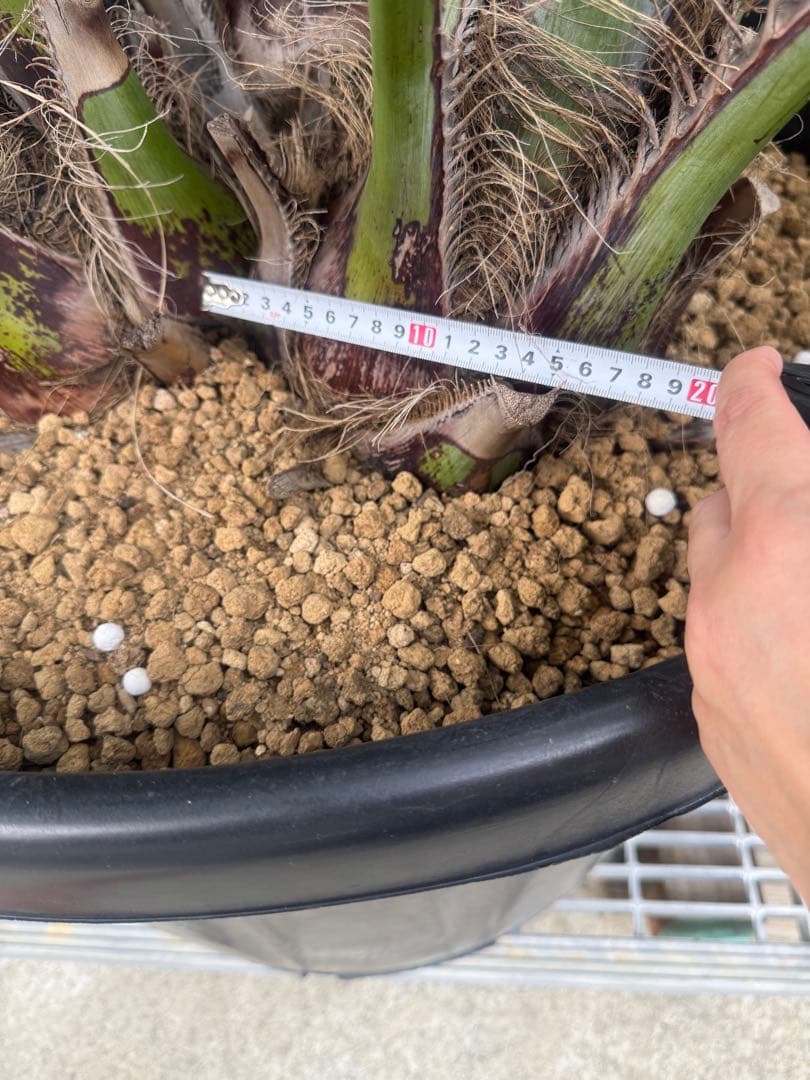 ココスヤシ　3本株立ち　引き取りor着払い限定