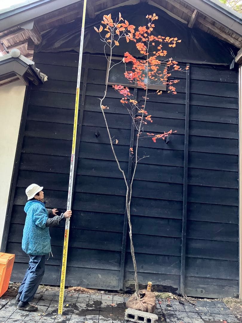 山採り　コハウチワカエデ コナラ　混合株
