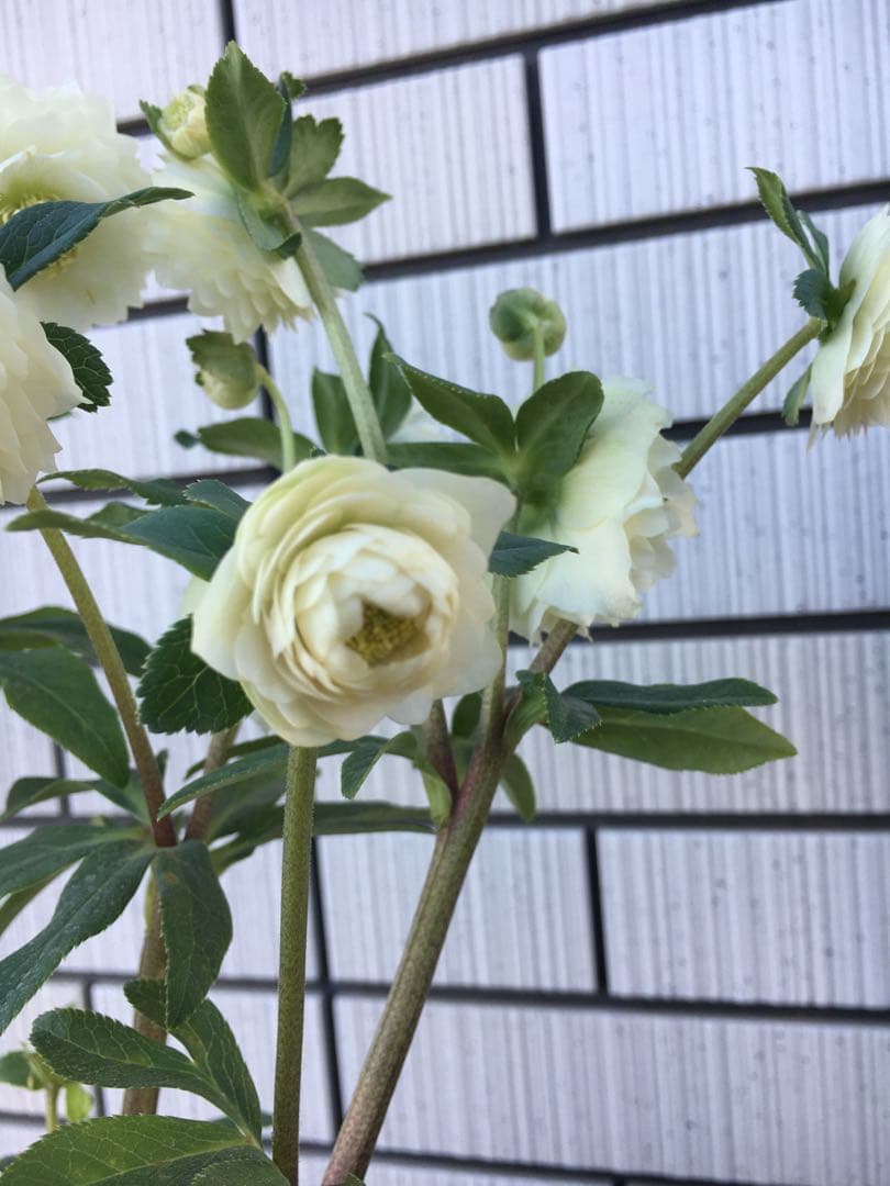 認定株ホワイトアフロディーテ　クリスマスローズ 加藤農園　成熟株　札つき