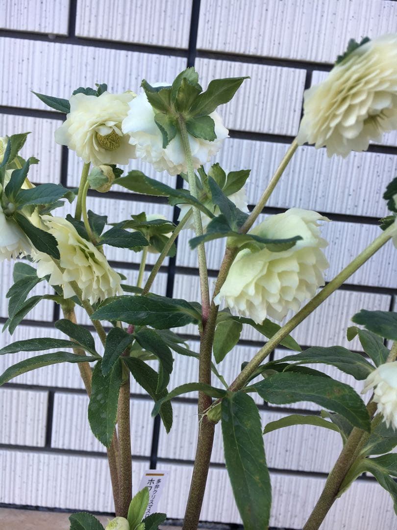 認定株ホワイトアフロディーテ　クリスマスローズ 加藤農園　成熟株　札つき