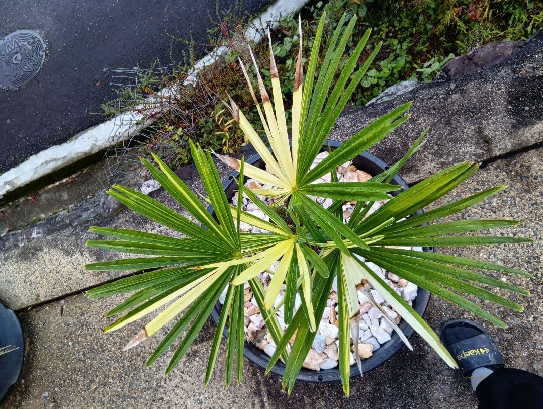 和シュロの木（30年以上継続品白黄斑入り超珍しい）（観音竹の斑入りではない）