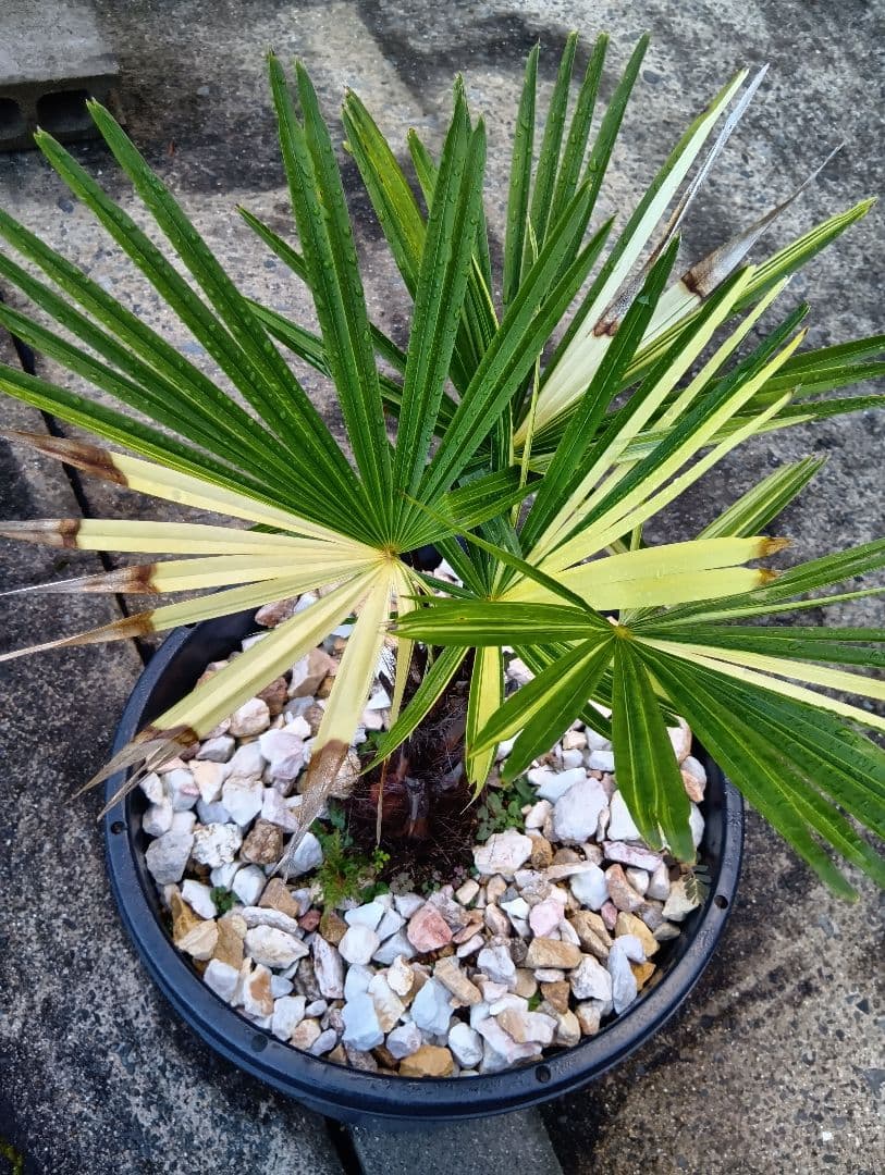 和シュロの木（30年以上継続品白黄斑入り超珍しい）（観音竹の斑入りではない）