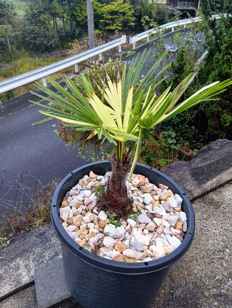 和シュロの木（30年以上継続品白黄斑入り超珍しい）（観音竹の斑入りではない）