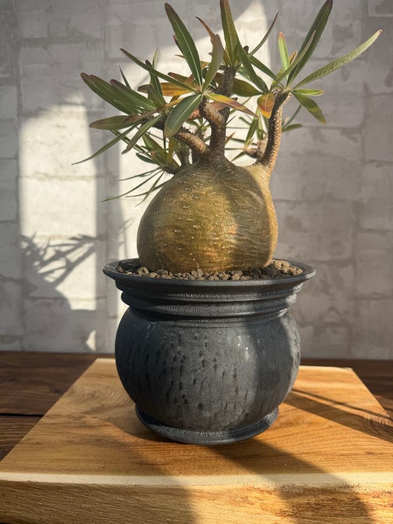 まん丸　パキポディウム　グラキリス　コレクション株　山中勇人