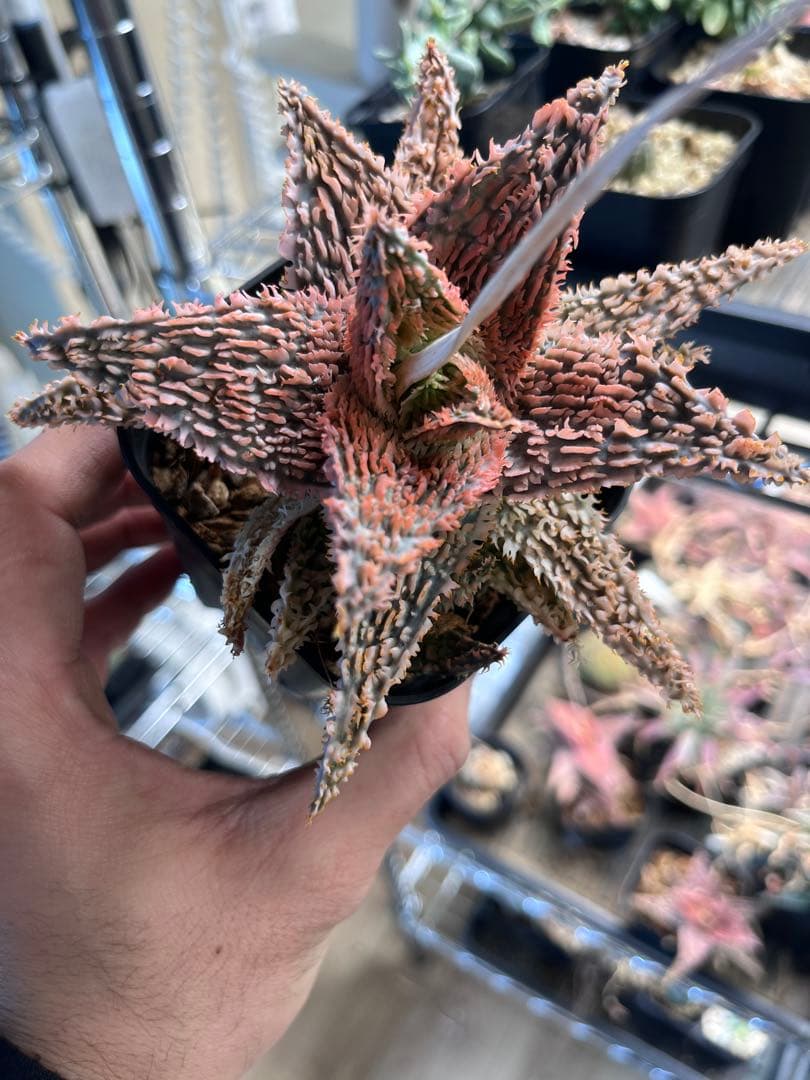 Aloe Tempura親株　アロエ テンプラ　ロウルサンコ株