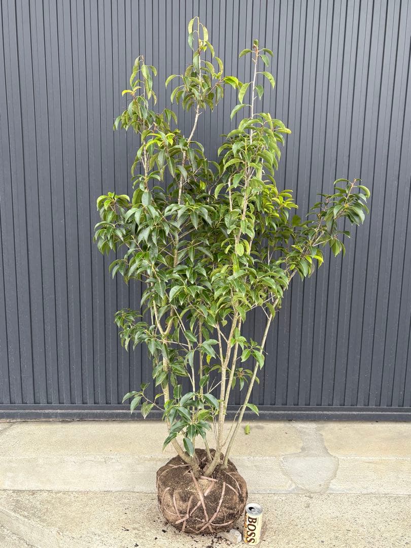 ◆ソヨゴ◆常緑樹◆複数株立◆雌株◆赤い実いっぱい‼️◆③