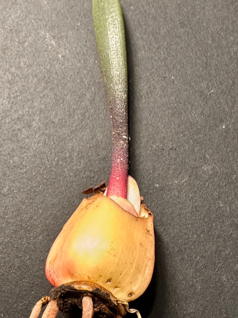 519珍奇植物ハエマンサス ノルティエリHaemanthus nortieri