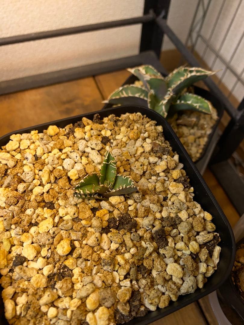 アガベ　ivory wa 子株　cj special 大白鯊　ホオジロザメ　冰雹