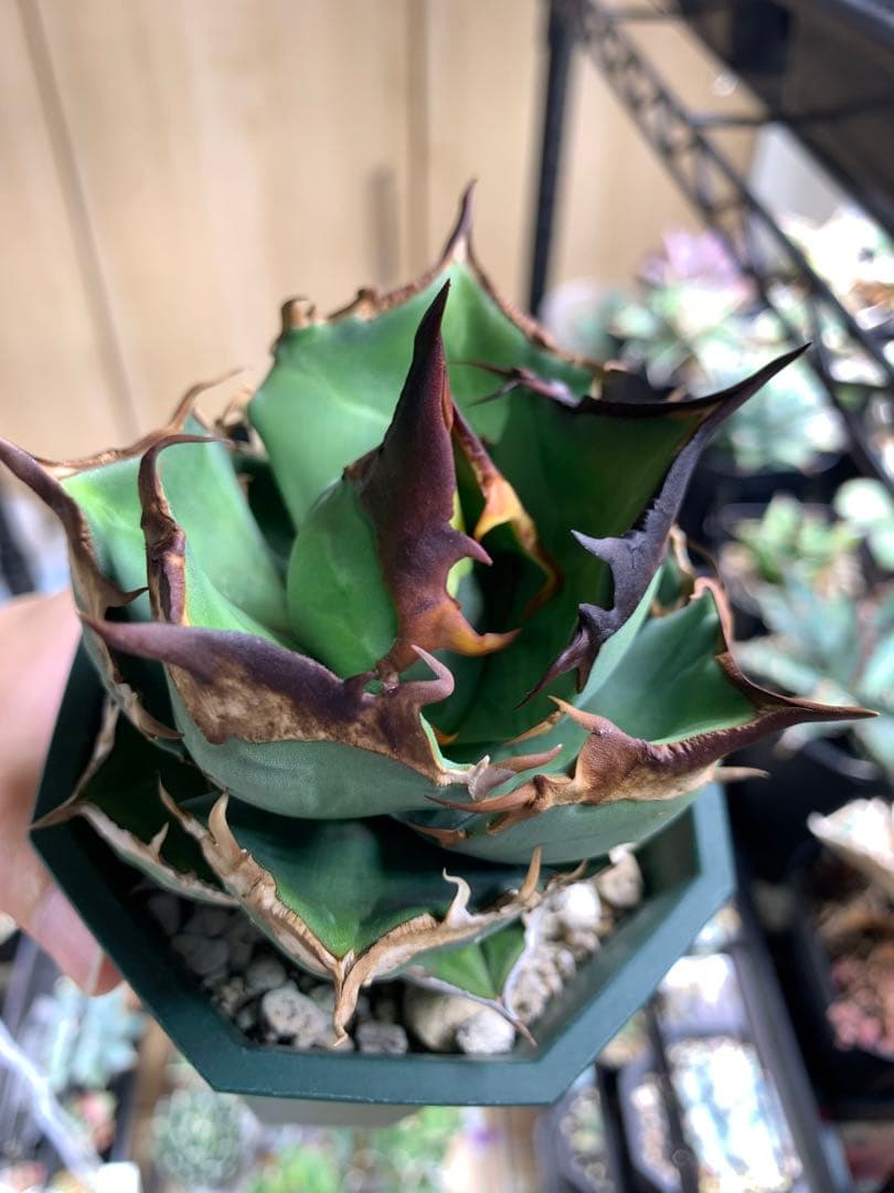 【Goodtaniku】白犀